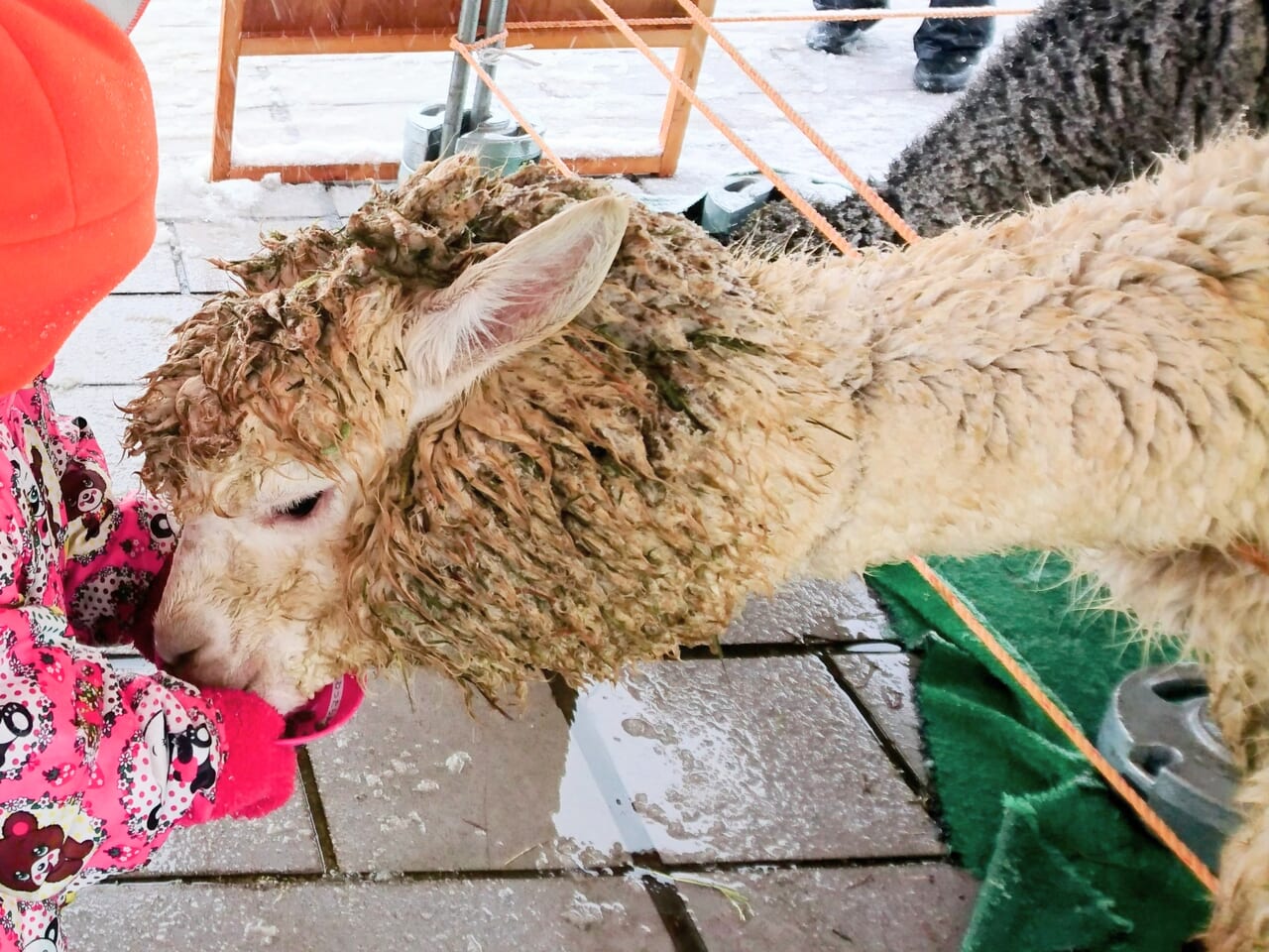 雪しか祭り2018-10