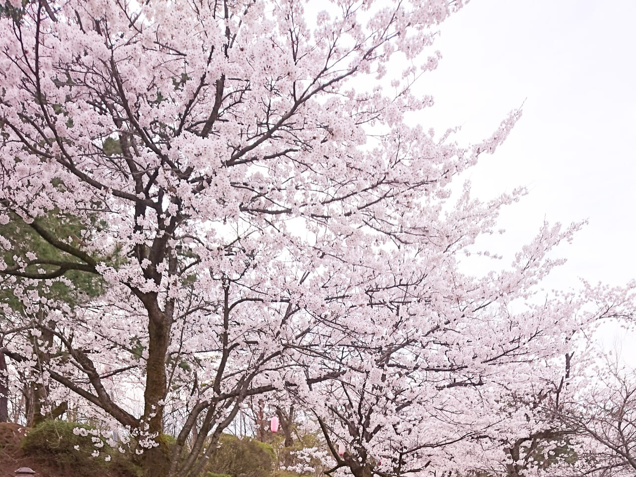 悠久山桜まつり2019-2
