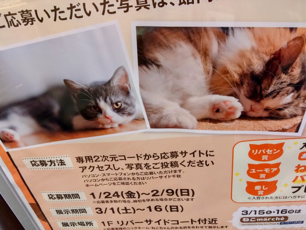 にゃんにゃん写真展202401-3