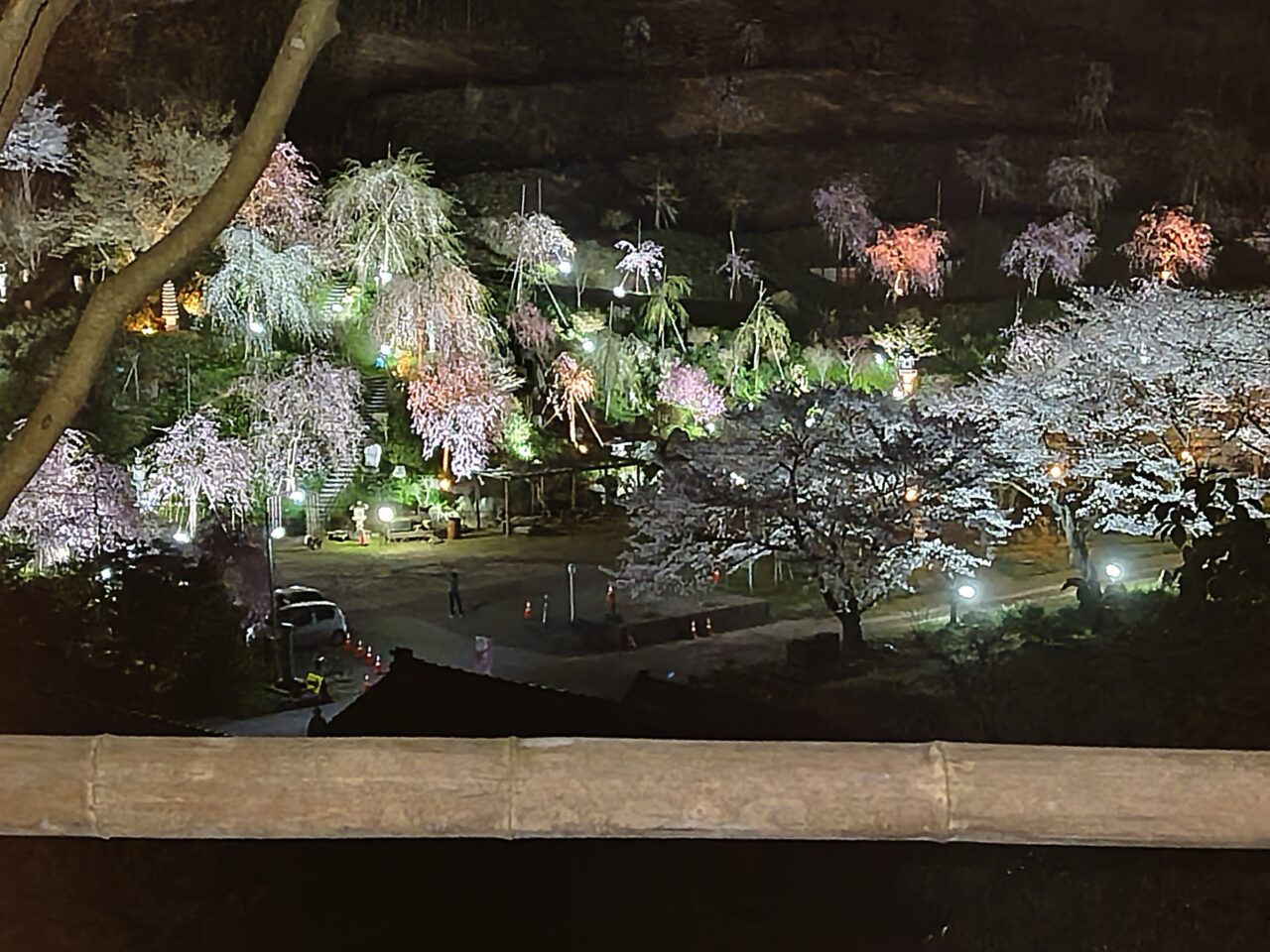 情報提供_本山村田妙法寺さくら2025-1