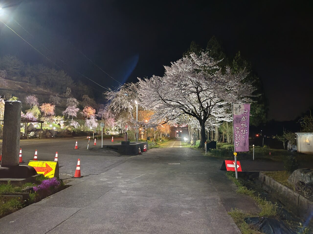 情報提供_本山村田妙法寺さくら2025-2