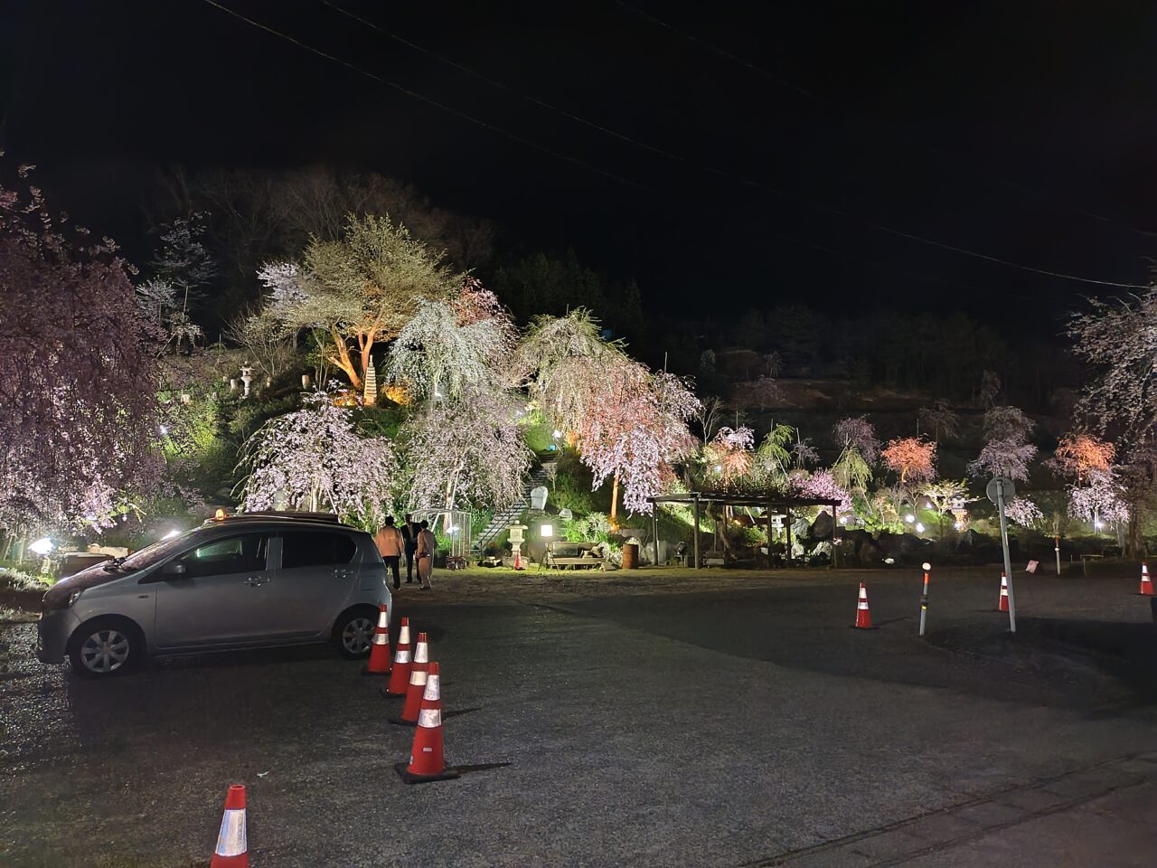 情報提供_本山村田妙法寺さくら2025-3