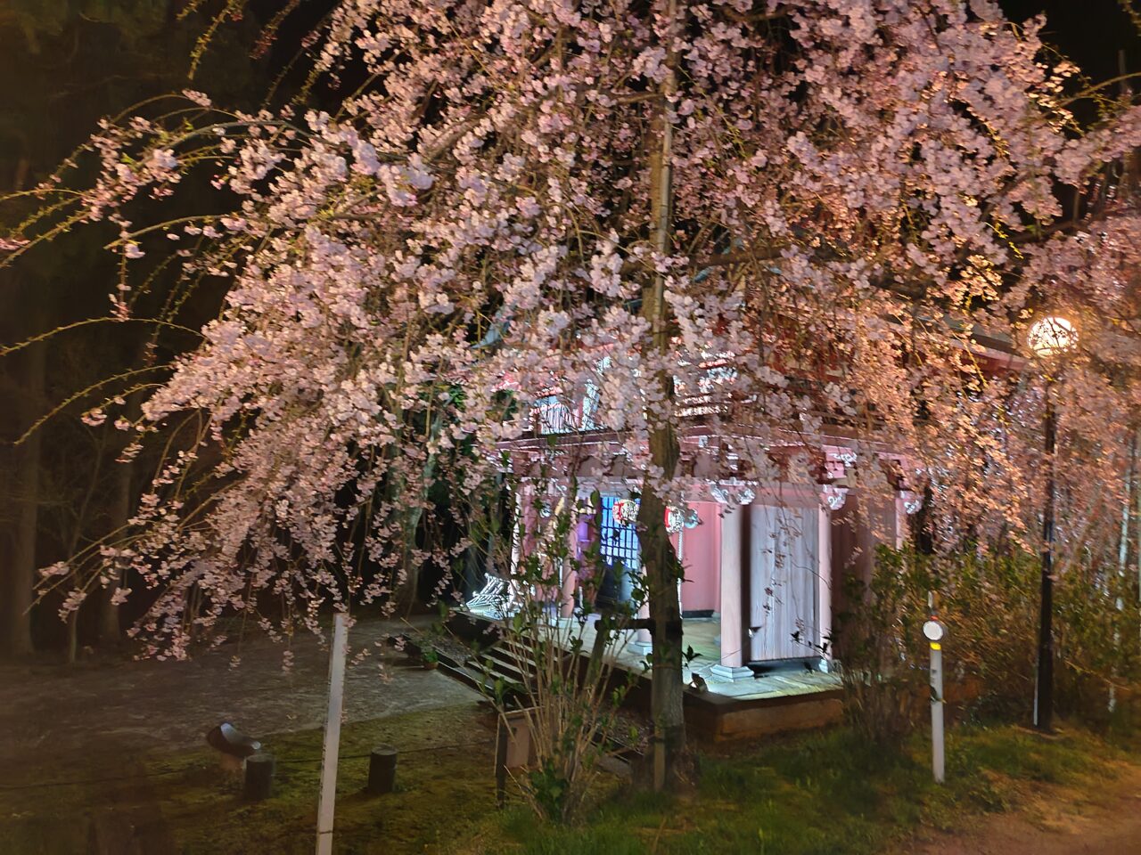 情報提供_本山村田妙法寺さくら2025-4