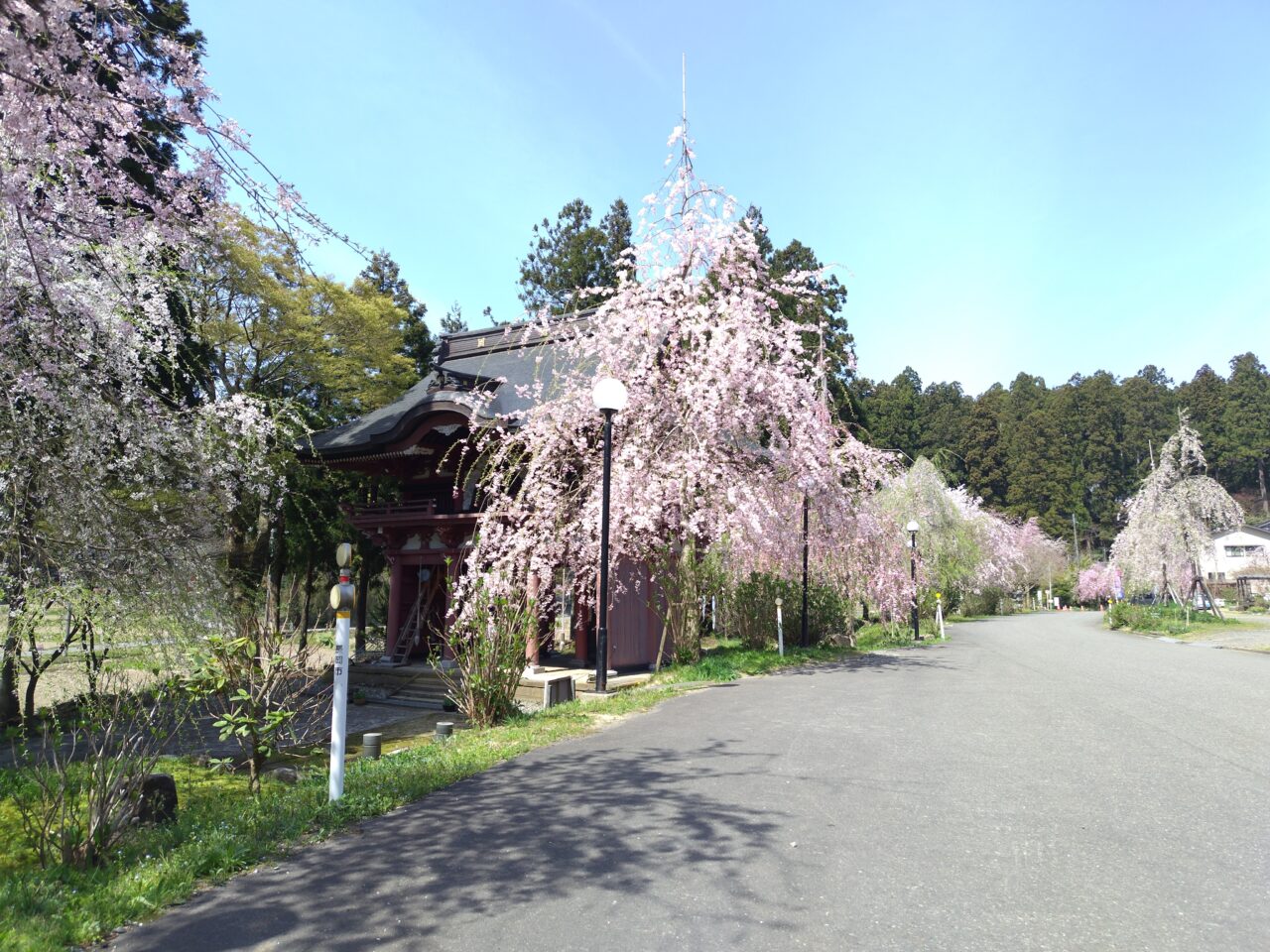 情報提供_本山村田妙法寺さくら2025-5