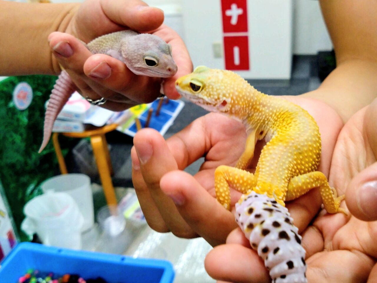 昆虫爬虫類王国202508-48