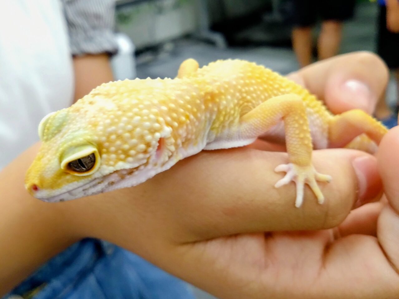 昆虫爬虫類王国202508-49