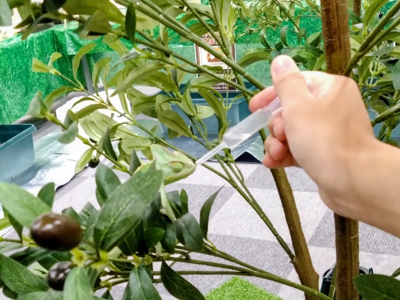 昆虫爬虫類王国202508-52
