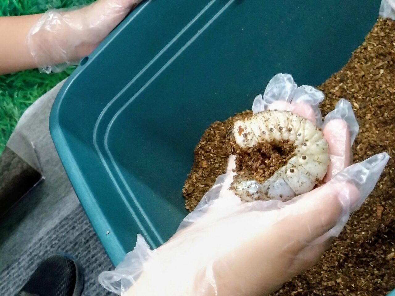 昆虫爬虫類王国202508-63