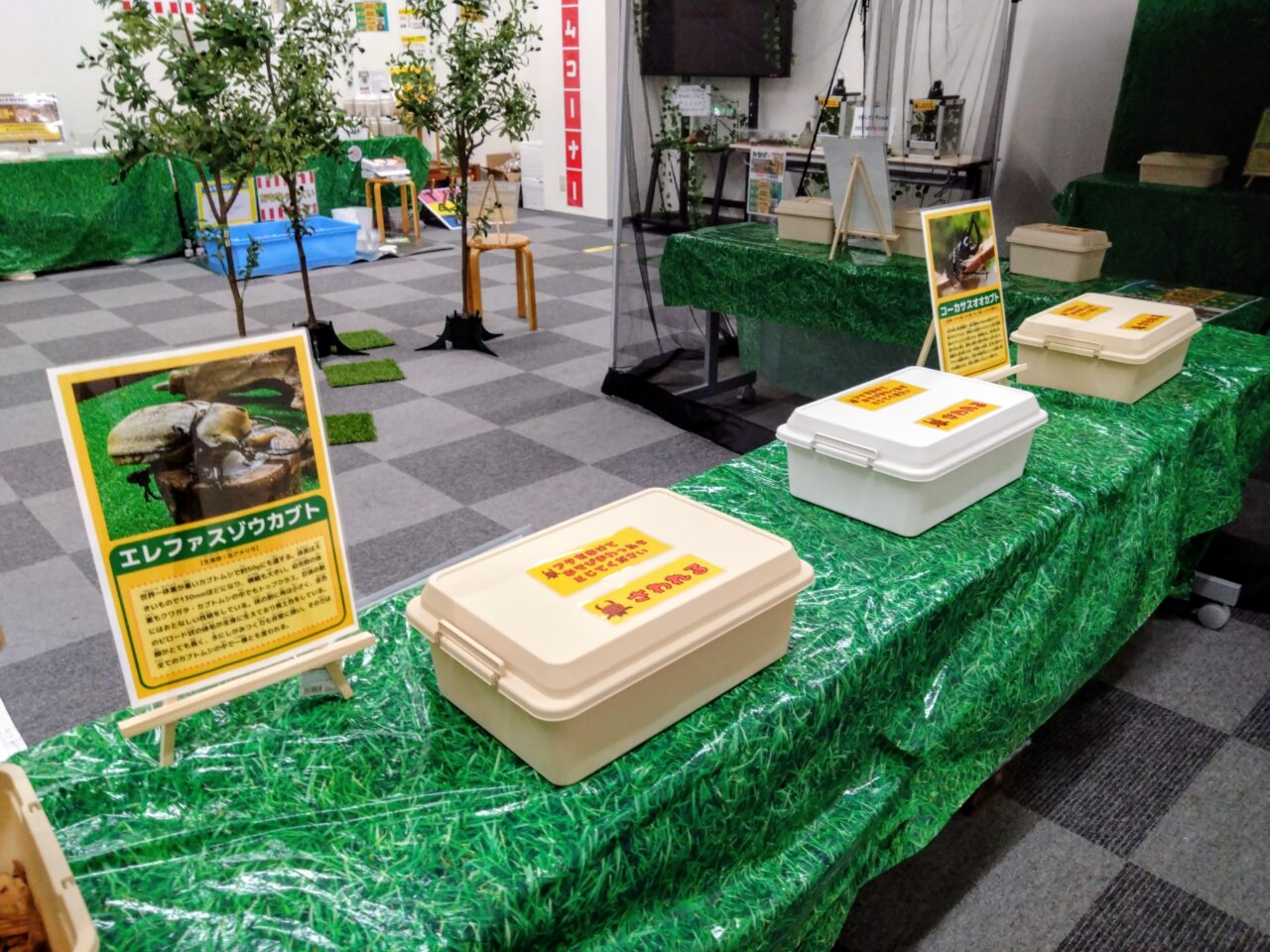 昆虫爬虫類王国202508-19