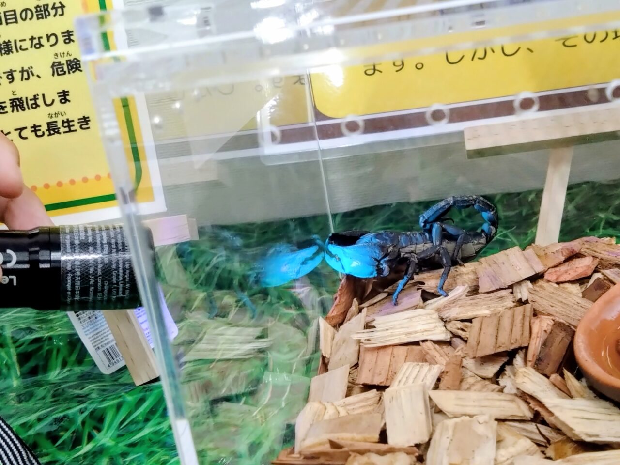 昆虫爬虫類王国202508-14